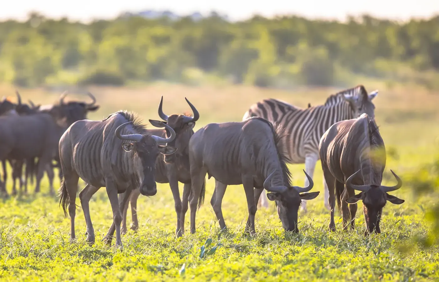 6-Day Ultimate Luxury Lodge Western Tanzania Chimpanzee and Wilderness Safari From Dar Es Salaam image 1