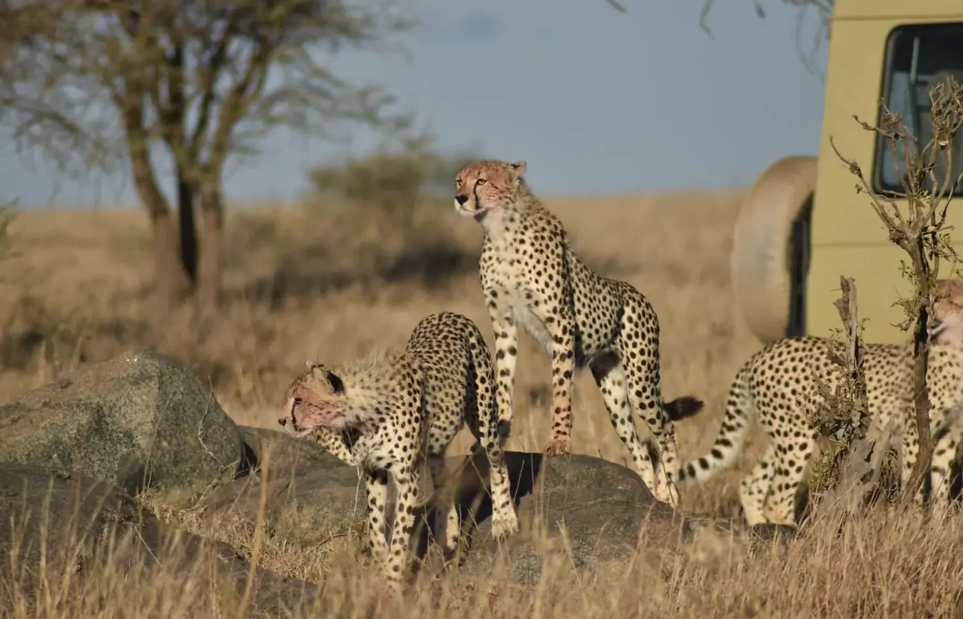 5-Day Signature Midrange Lodge Murchison Falls Kibale and Queen Elizabeth Safari From Entebbe image 1