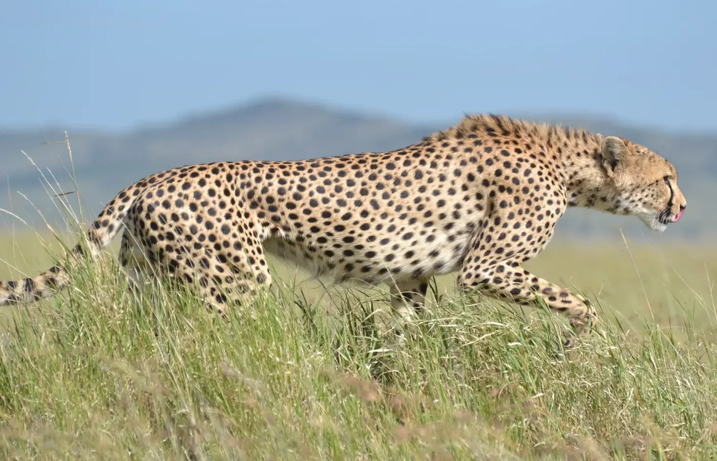 6-Day Premier Budget Friendly Kenya Safari and Diani Beach Holiday From Mombasa image 1