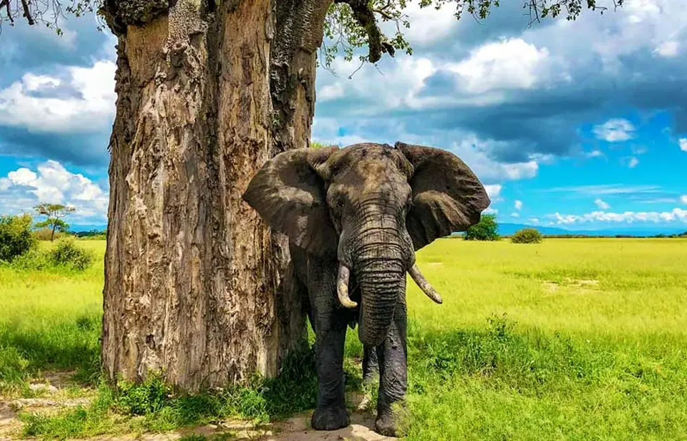 7-Day Classic Budget Friendly Northern Circuit Safari From Entebbe image 1
