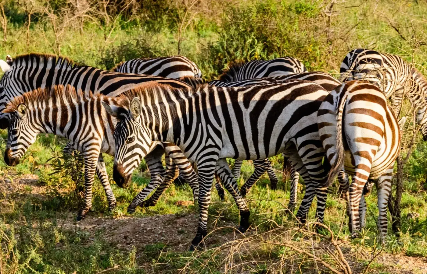 7-Day Experience Midrange Lodge Zanzibar Beach Holiday and Stone Town Experience From Arusha image 1
