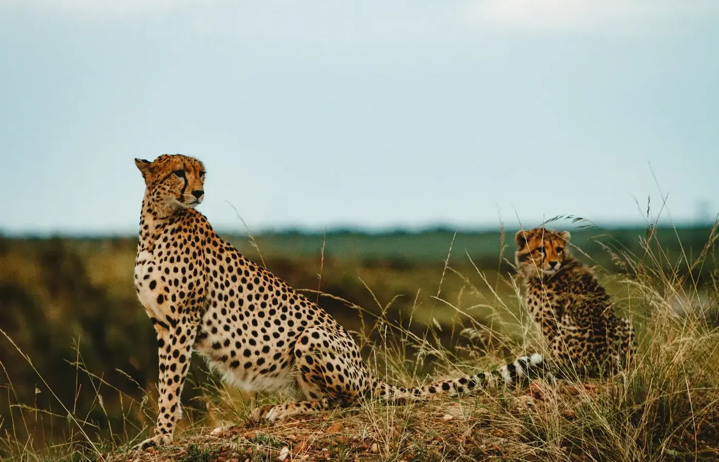 3-Day Great Budget Friendly Northern Circuit Safari From Kilimanjaro International Airport image 1