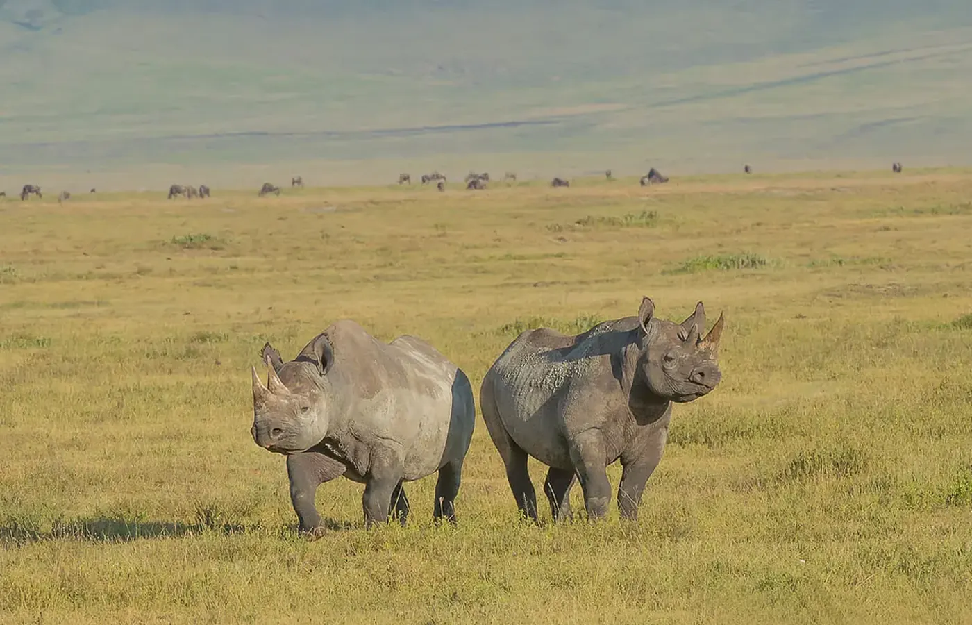 8-Day Great Fly-In Ndutu Calving Season Safari From Kilimanjaro International Airport image 1