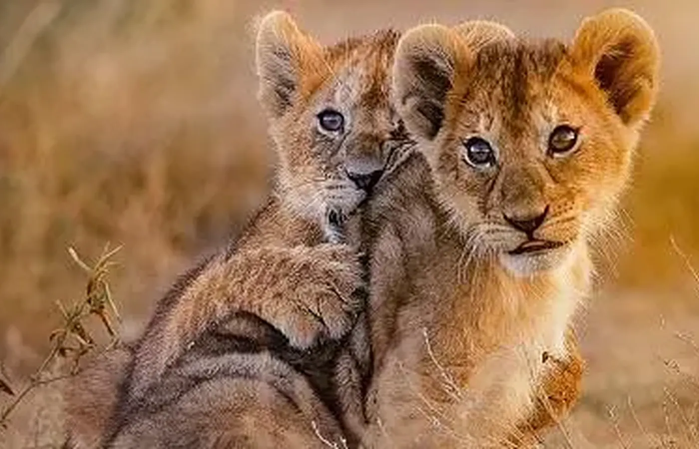 18-Day Best Honeymoon Kilimanjaro Safari and Zanzibar Grand Combo From Nairobi image 1