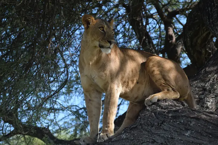 2-Day Experience Budget Friendly Tarangire Ngorongoro and Lake Manyara Safari From Arusha