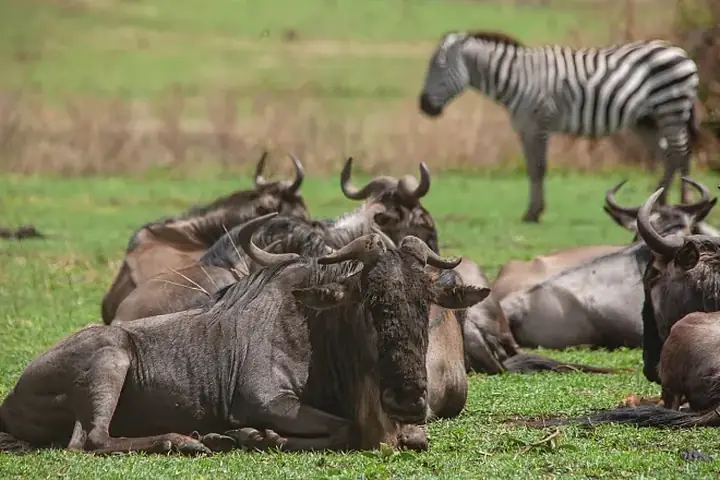 2-Day Affordable Group Joining Tarangire Ngorongoro and Lake Manyara Safari From Zanzibar