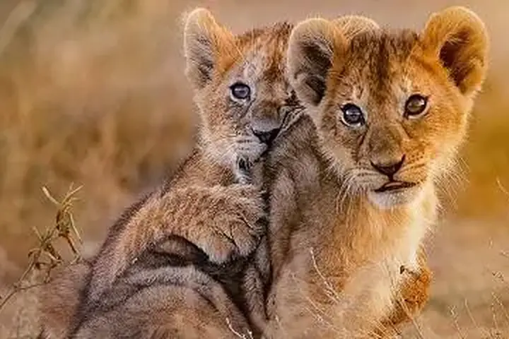 10-Day Private Private Safari Kilimanjaro Safari and Zanzibar Grand Combo From Moshi